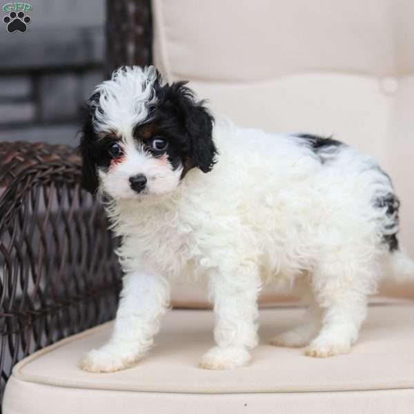 Joy, Cavapoo Puppy